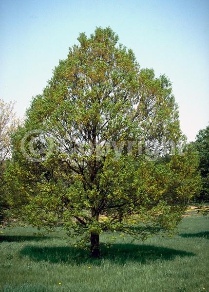 Brown blooms; Deciduous; Broadleaf