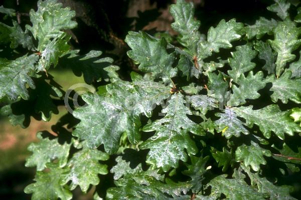 Brown blooms; Deciduous; Broadleaf