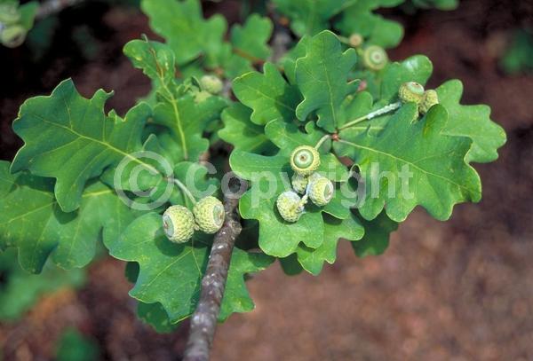 Brown blooms; Deciduous; Broadleaf