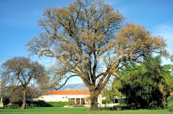 Brown blooms; Deciduous; Broadleaf