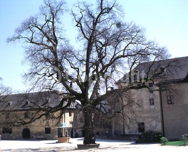 Brown blooms; Deciduous; Broadleaf