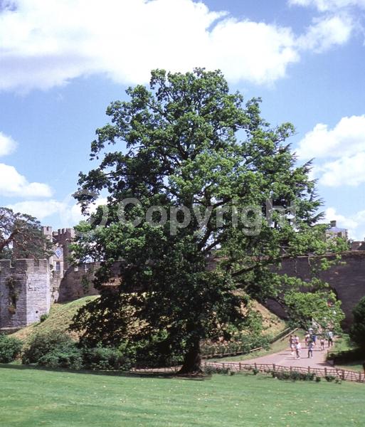 Brown blooms; Deciduous; Broadleaf