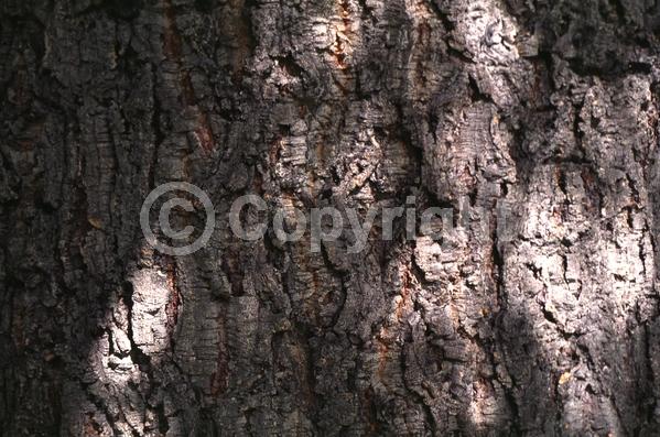 Brown blooms; Deciduous; Broadleaf