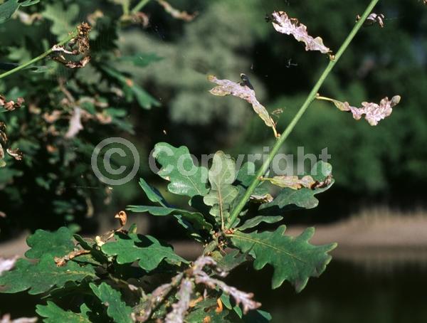 Brown blooms; Deciduous; Broadleaf
