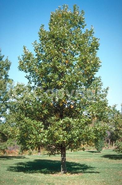Brown blooms; Deciduous; Broadleaf