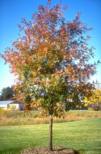 Brown blooms; Deciduous; Broadleaf; North American Native