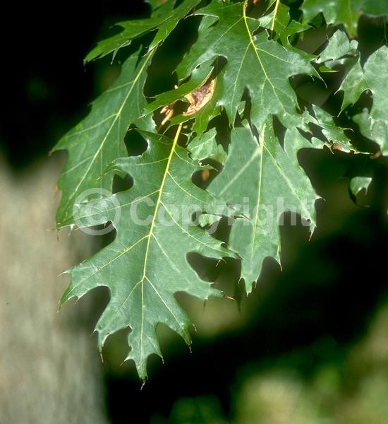 Brown blooms; Deciduous; Broadleaf; North American Native