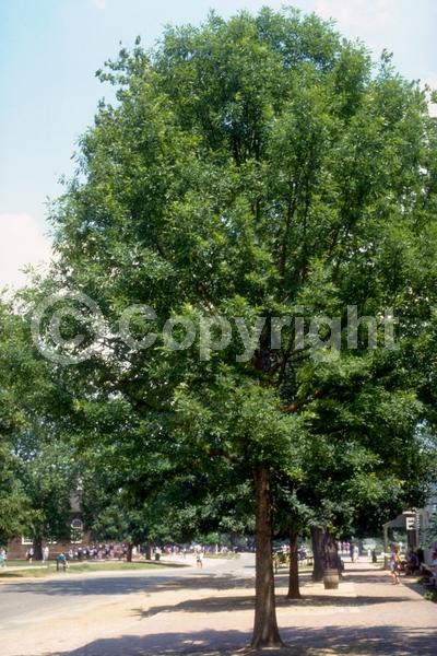 Brown blooms; Deciduous; Broadleaf; North American Native