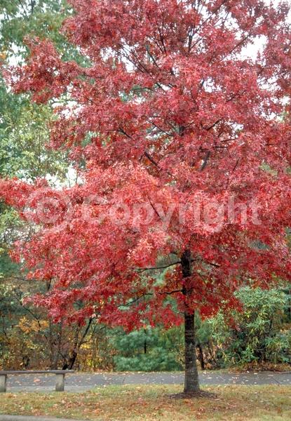 Brown blooms; Deciduous; Broadleaf; North American Native
