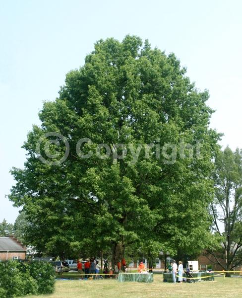 Brown blooms; Deciduous; Broadleaf; North American Native
