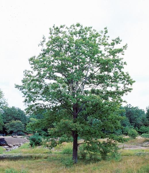 Brown blooms; Deciduous; Broadleaf; North American Native