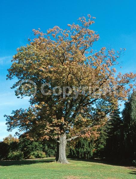 Brown blooms; Deciduous; Broadleaf; North American Native