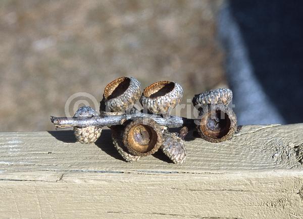 Brown blooms; Deciduous; Broadleaf; North American Native