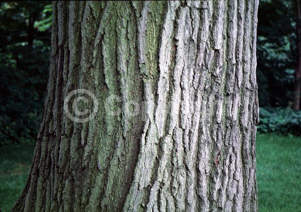 Brown blooms; Deciduous; Broadleaf; North American Native