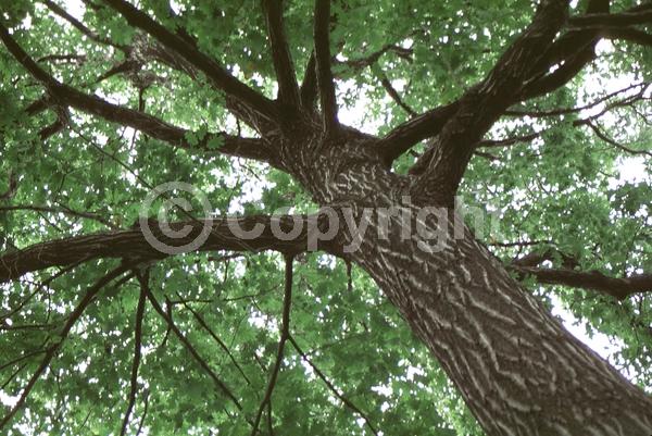Brown blooms; Deciduous; Broadleaf; North American Native