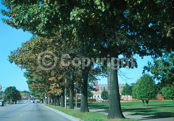 Brown blooms; Deciduous; Broadleaf; North American Native