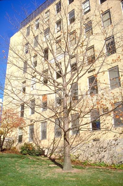 Brown blooms; Deciduous; Broadleaf; North American Native