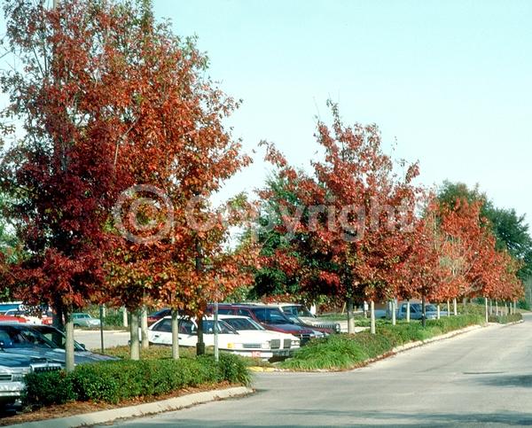 Brown blooms; Deciduous; Broadleaf; North American Native