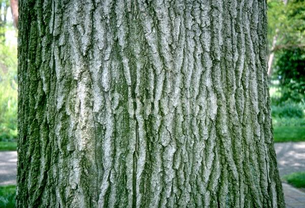 Brown blooms; Deciduous; Broadleaf; North American Native