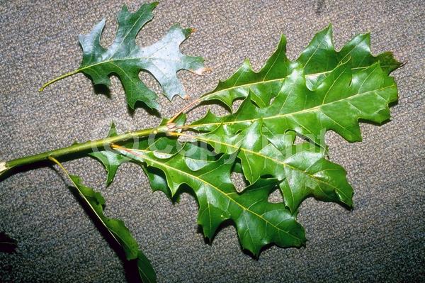 Brown blooms; Deciduous; Broadleaf; North American Native