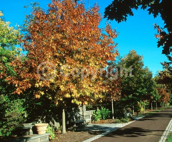 Brown blooms; Deciduous; Broadleaf; North American Native