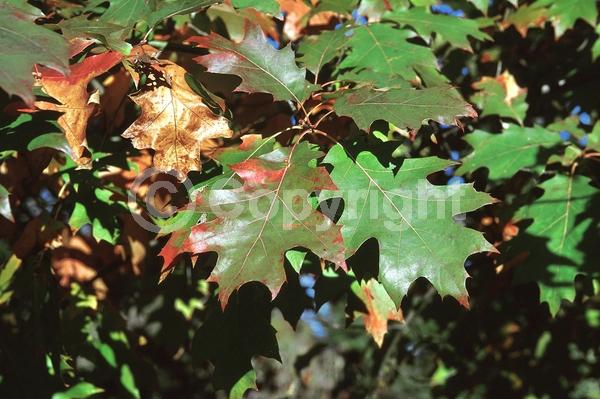 Brown blooms; Deciduous; Broadleaf; North American Native