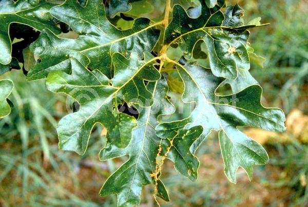 Brown blooms; Deciduous; Broadleaf; North American Native