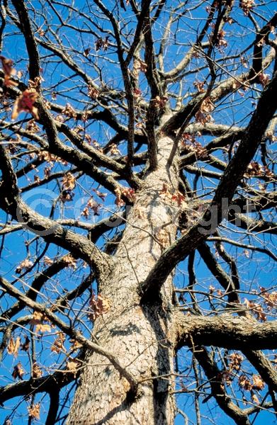 Brown blooms; Deciduous; Broadleaf; North American Native