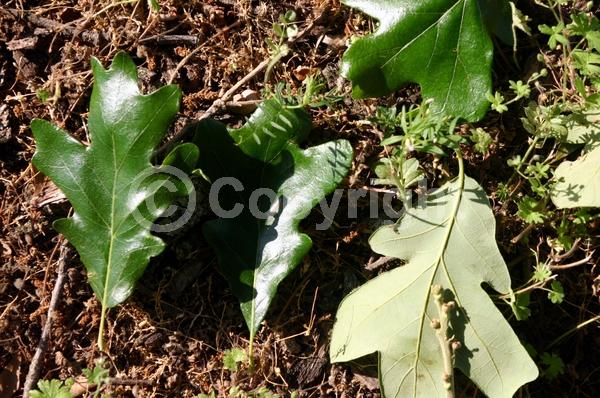Brown blooms; Deciduous; Broadleaf; North American Native