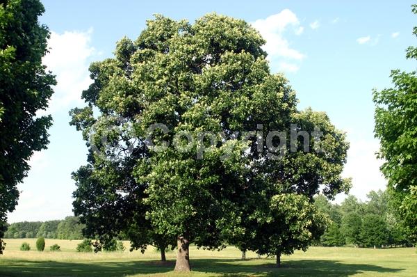 Brown blooms; Deciduous; Broadleaf; North American Native