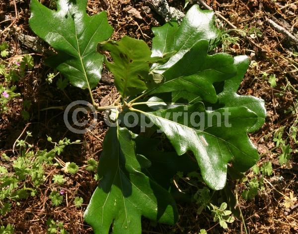 Brown blooms; Deciduous; Broadleaf; North American Native