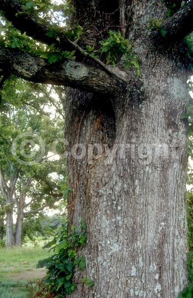 Brown blooms; Deciduous; Broadleaf; North American Native