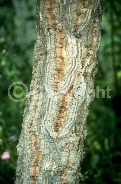 Brown blooms; Semi-evergreen