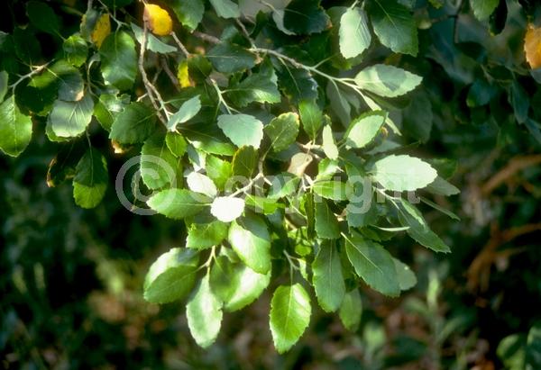 Brown blooms; Semi-evergreen