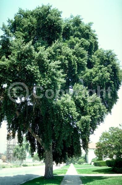 Brown blooms; Semi-evergreen