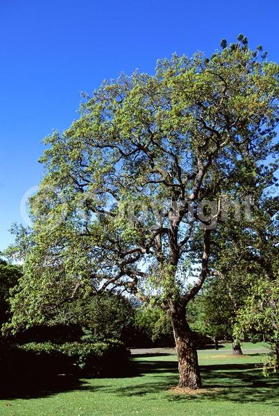Brown blooms; Semi-evergreen