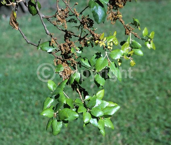 Brown blooms; Semi-evergreen