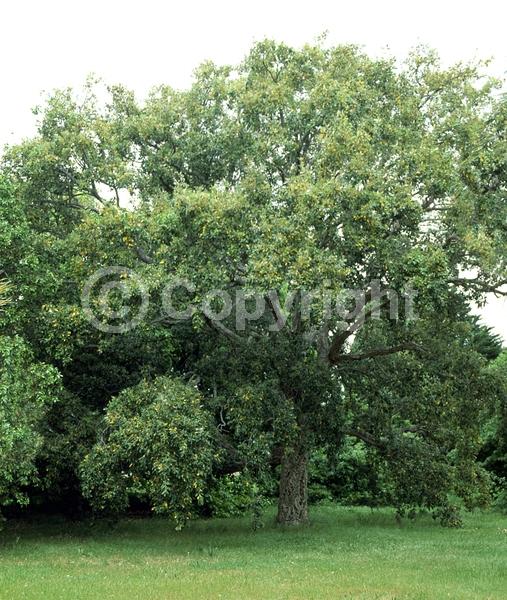 Brown blooms; Semi-evergreen