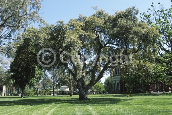 Brown blooms; Semi-evergreen