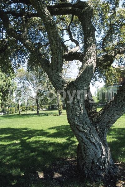 Brown blooms; Semi-evergreen