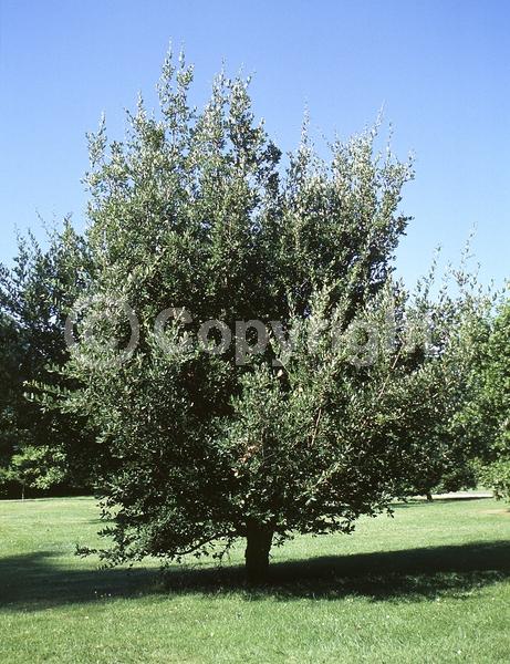 Brown blooms; Semi-evergreen