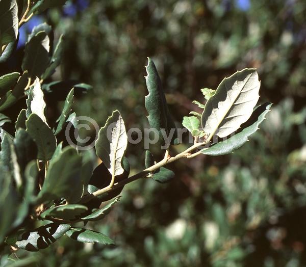 Brown blooms; Semi-evergreen