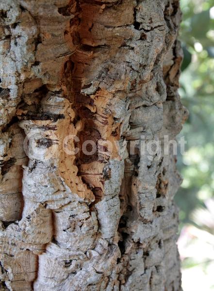 Brown blooms; Semi-evergreen