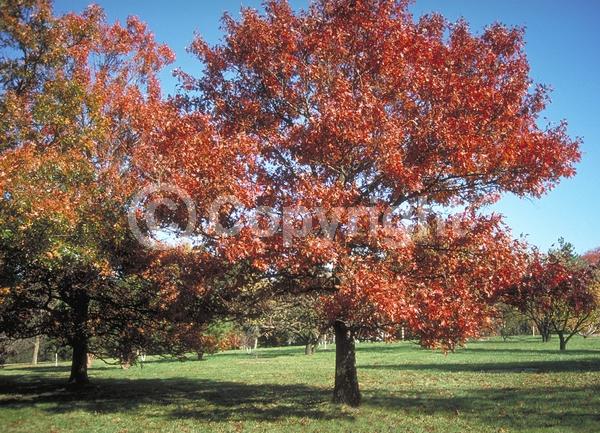 Brown blooms; Deciduous; Broadleaf; North American Native