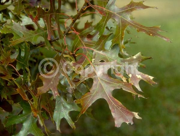 Brown blooms; Deciduous; Broadleaf; North American Native