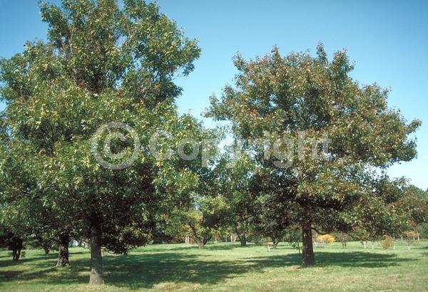 Brown blooms; Deciduous; Broadleaf; North American Native