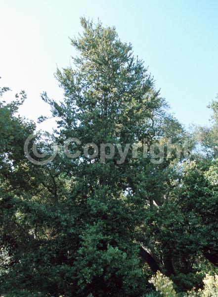 Brown blooms; Evergreen; Needles or needle-like leaf; North American Native