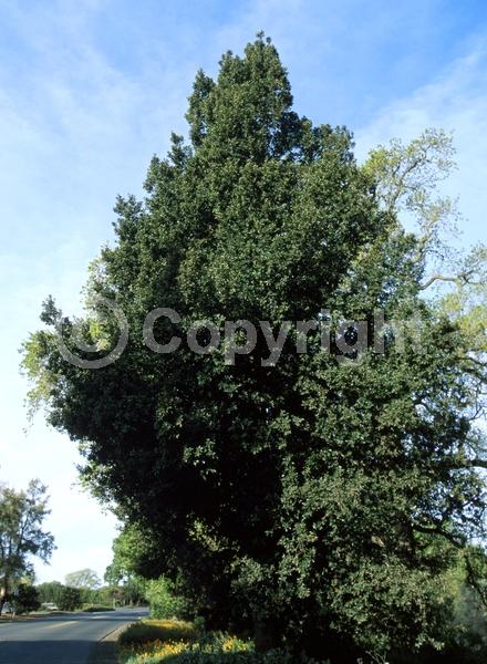 Brown blooms; Evergreen; Needles or needle-like leaf; North American Native
