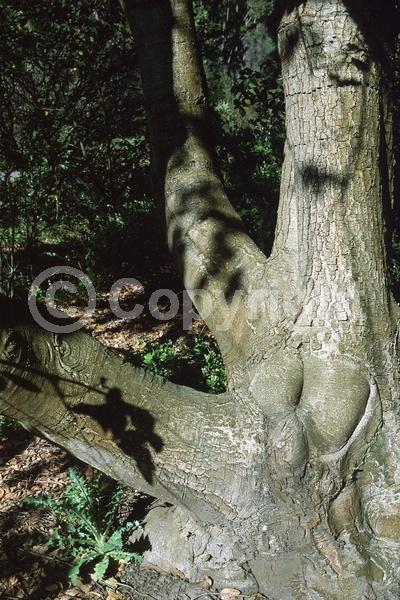 Brown blooms; Evergreen; Needles or needle-like leaf; North American Native