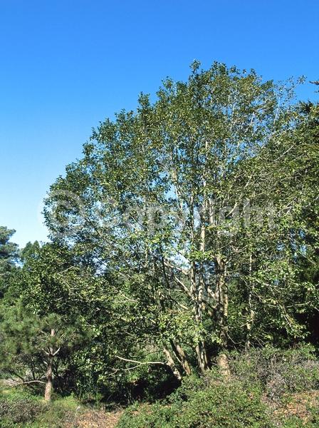 Brown blooms; Evergreen; Needles or needle-like leaf; North American Native